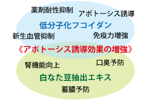 アポトーシス誘導効果の増強