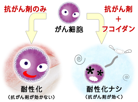 がん細胞の悪性化を抑制