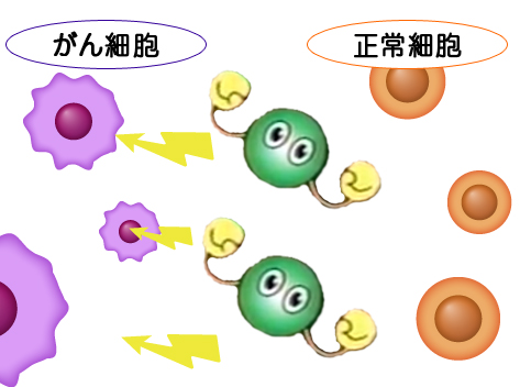 正常細胞とがん細胞を識別する