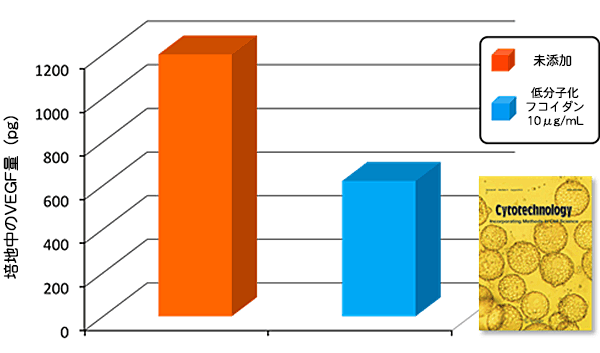 ヒト子宮がん細胞（HeLa細胞）に低分子化フコイダンを作用される検証