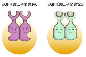 EGFR遺伝子変異とは？