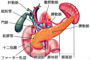 膵臓がんとは?