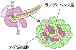神経内分泌腫瘍(神経内分泌がん)