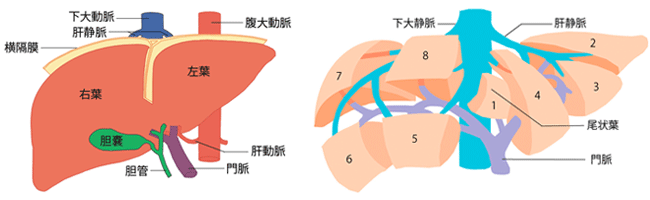 肝臓のつくり