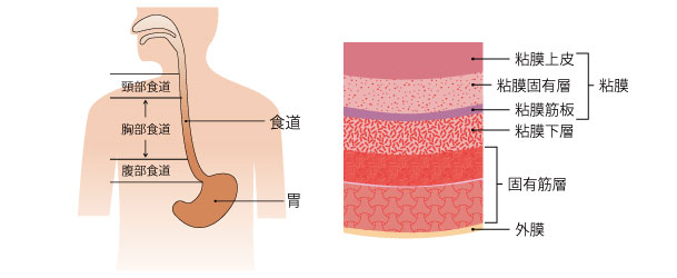 食道のつくり