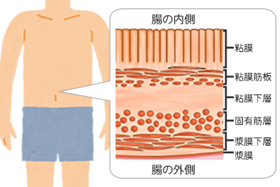 大腸のつくり