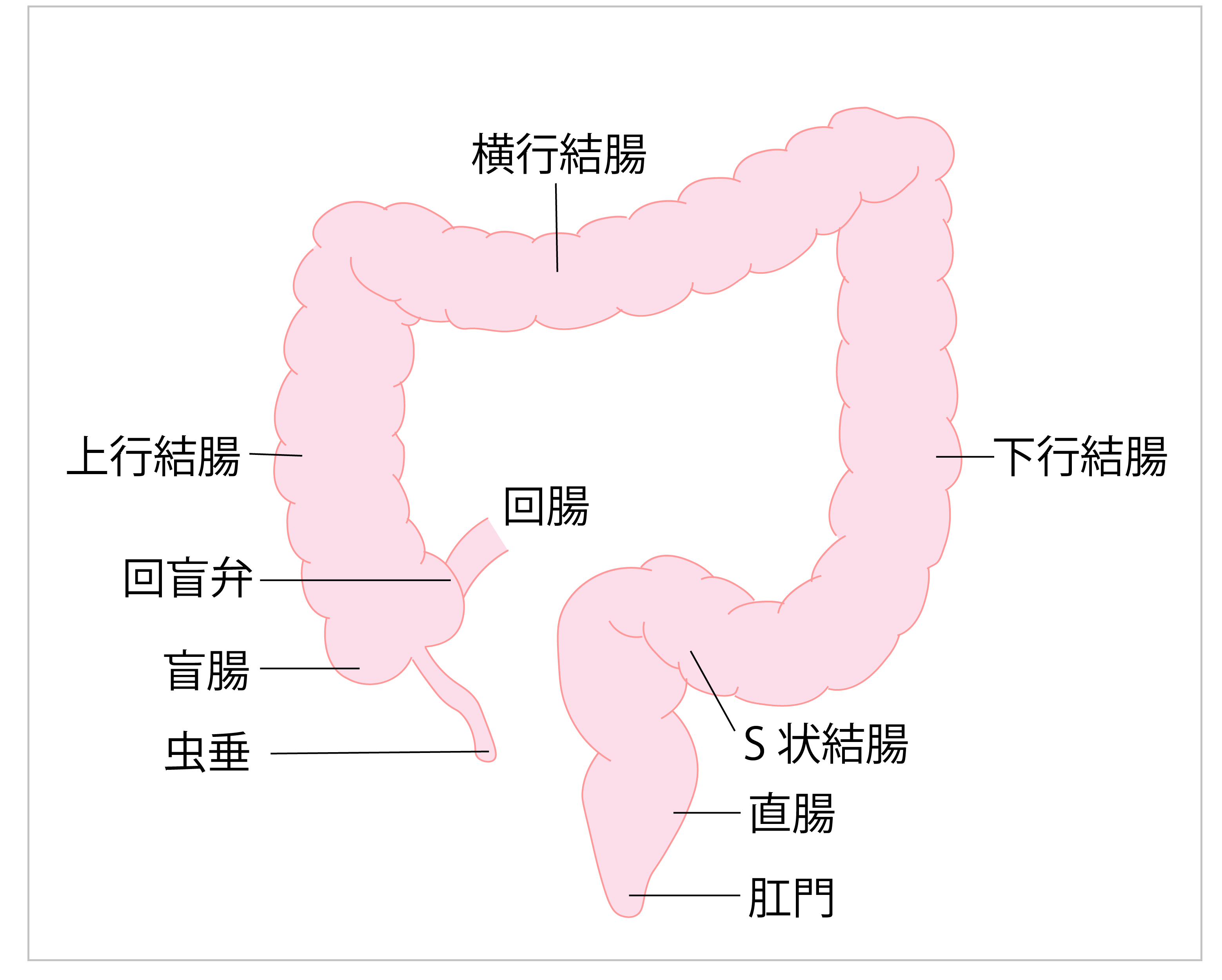 大腸のつくり