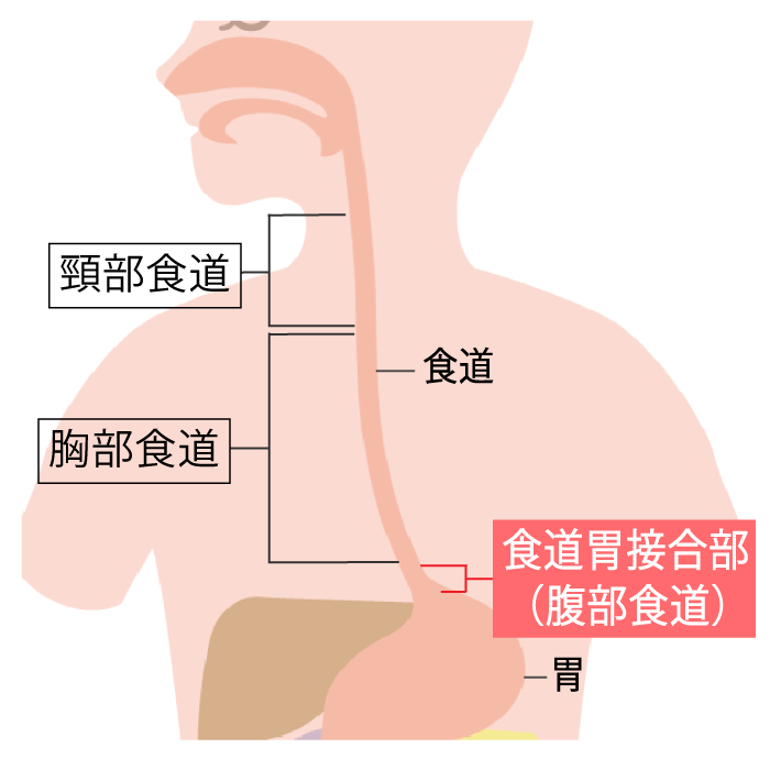 食道のつくり-食道胃接合部