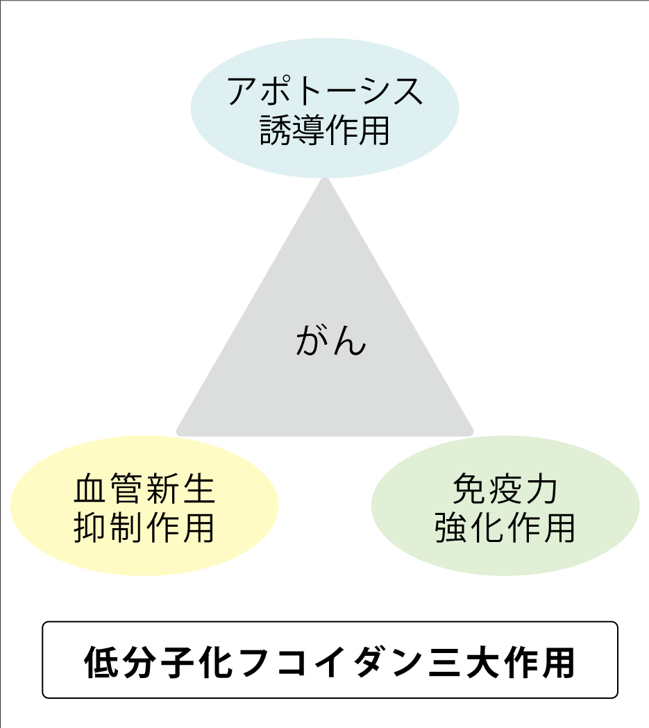 低分子化フコイダンのがんに対する三大作用