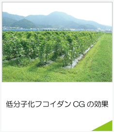 低分子化フコイダンCGの効果