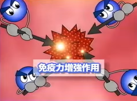 免疫力強化作用